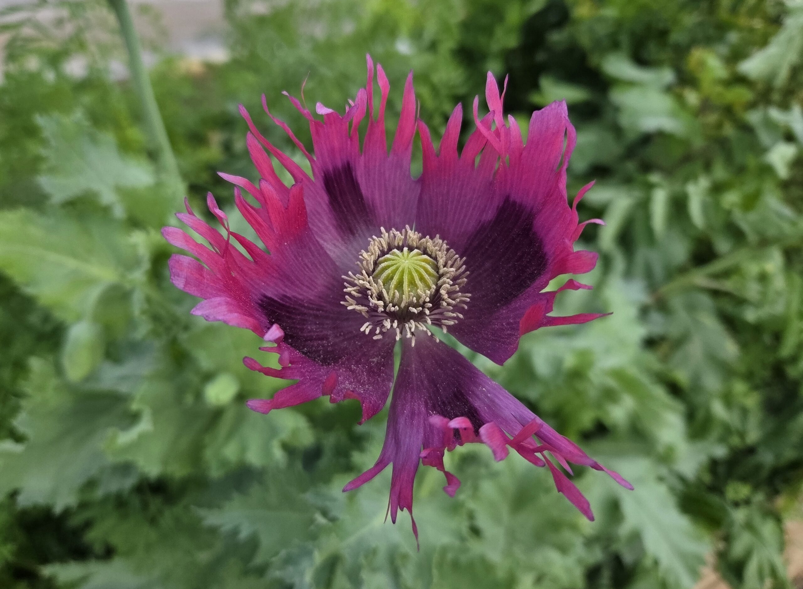 Papaver Somniferum (Drama Queen Poppy) Seeds - Image 2
