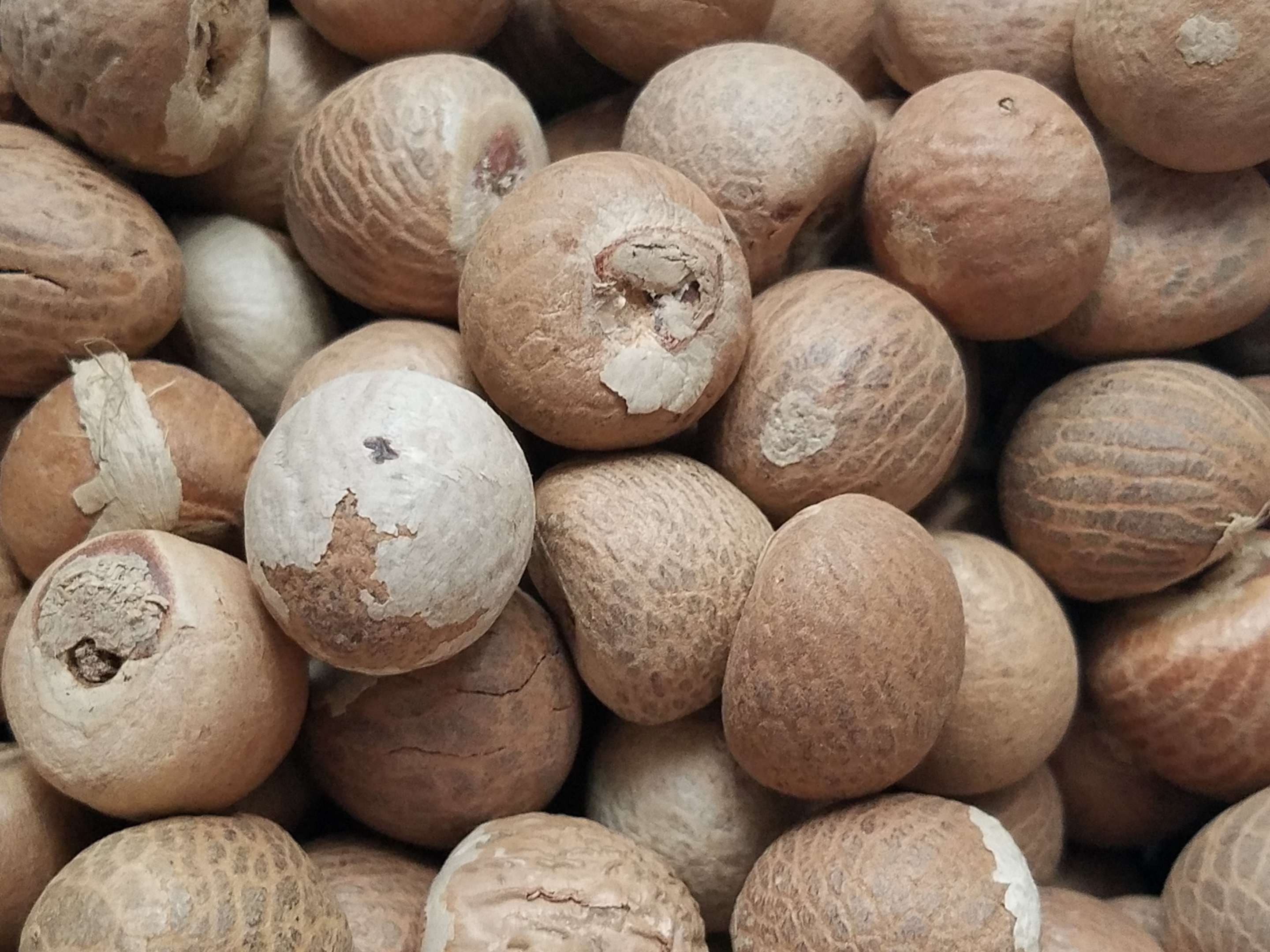 Wholesale Betel Nuts World Seed Supply