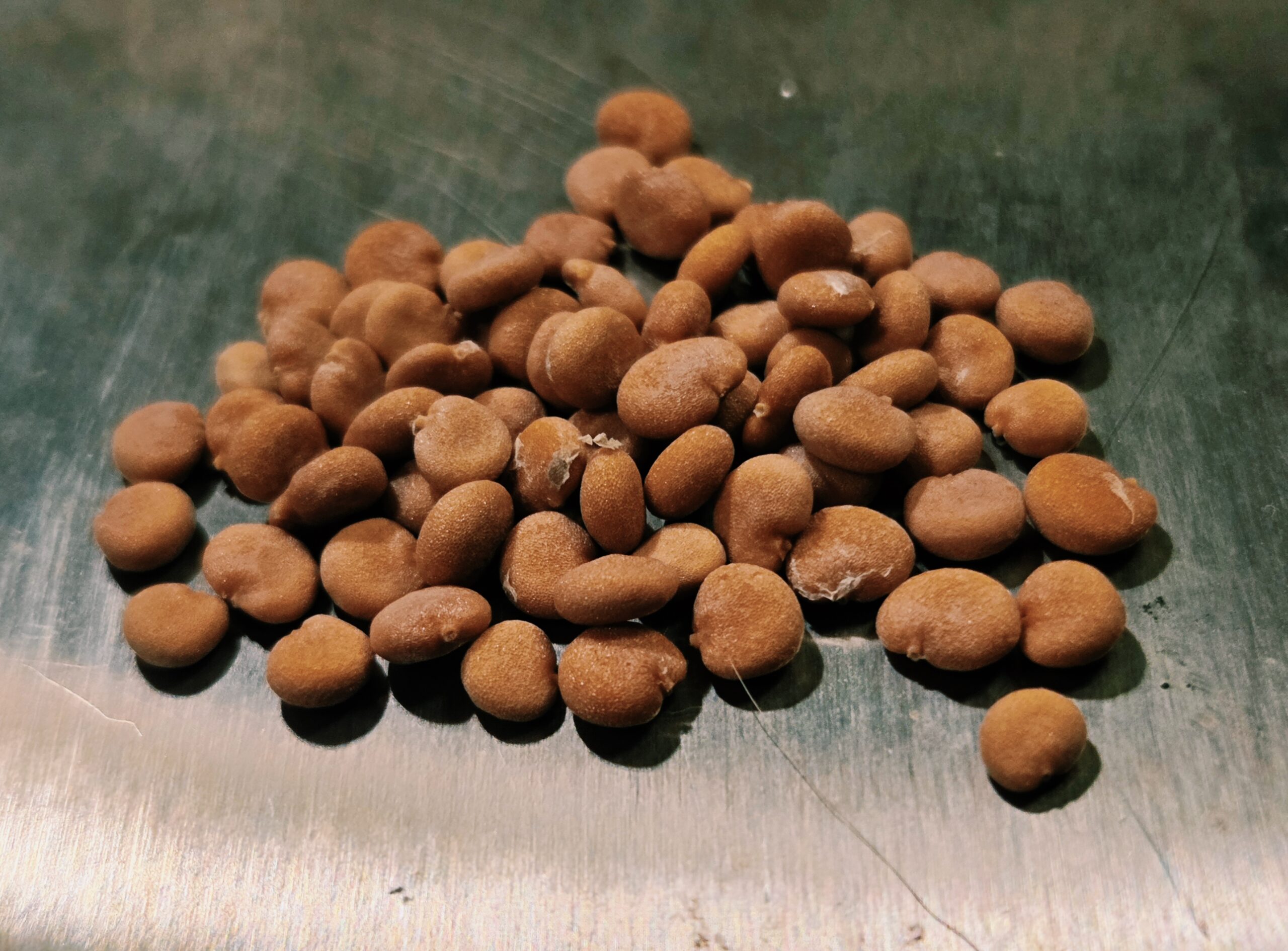Mandragora Officinarum (European Mandrake) Seeds