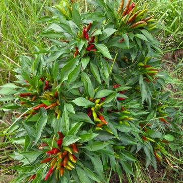 Capsicum Annum (Thai Dragon Pepper) Seeds