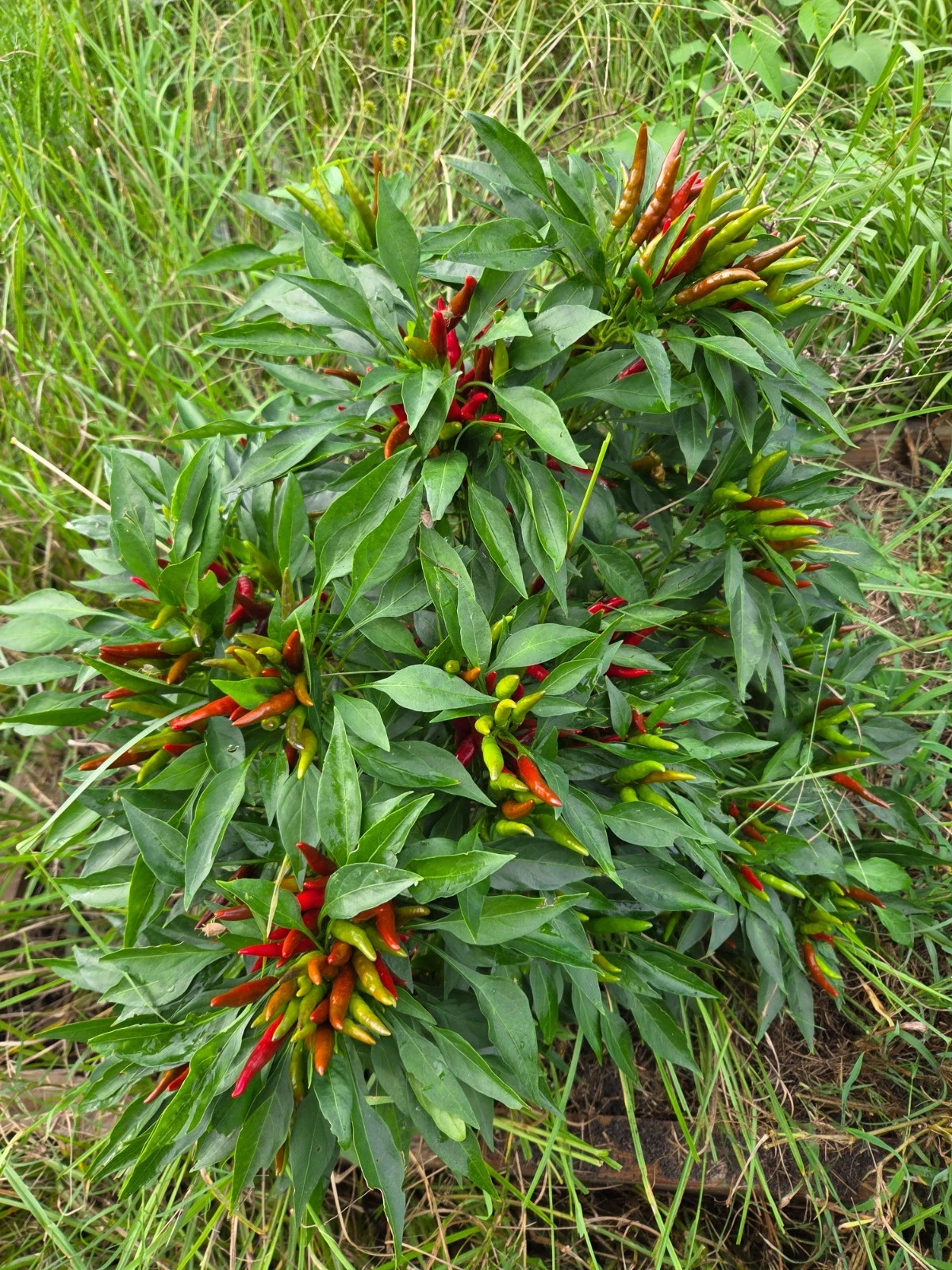 Capsicum Annum (Thai Dragon Pepper) Seeds