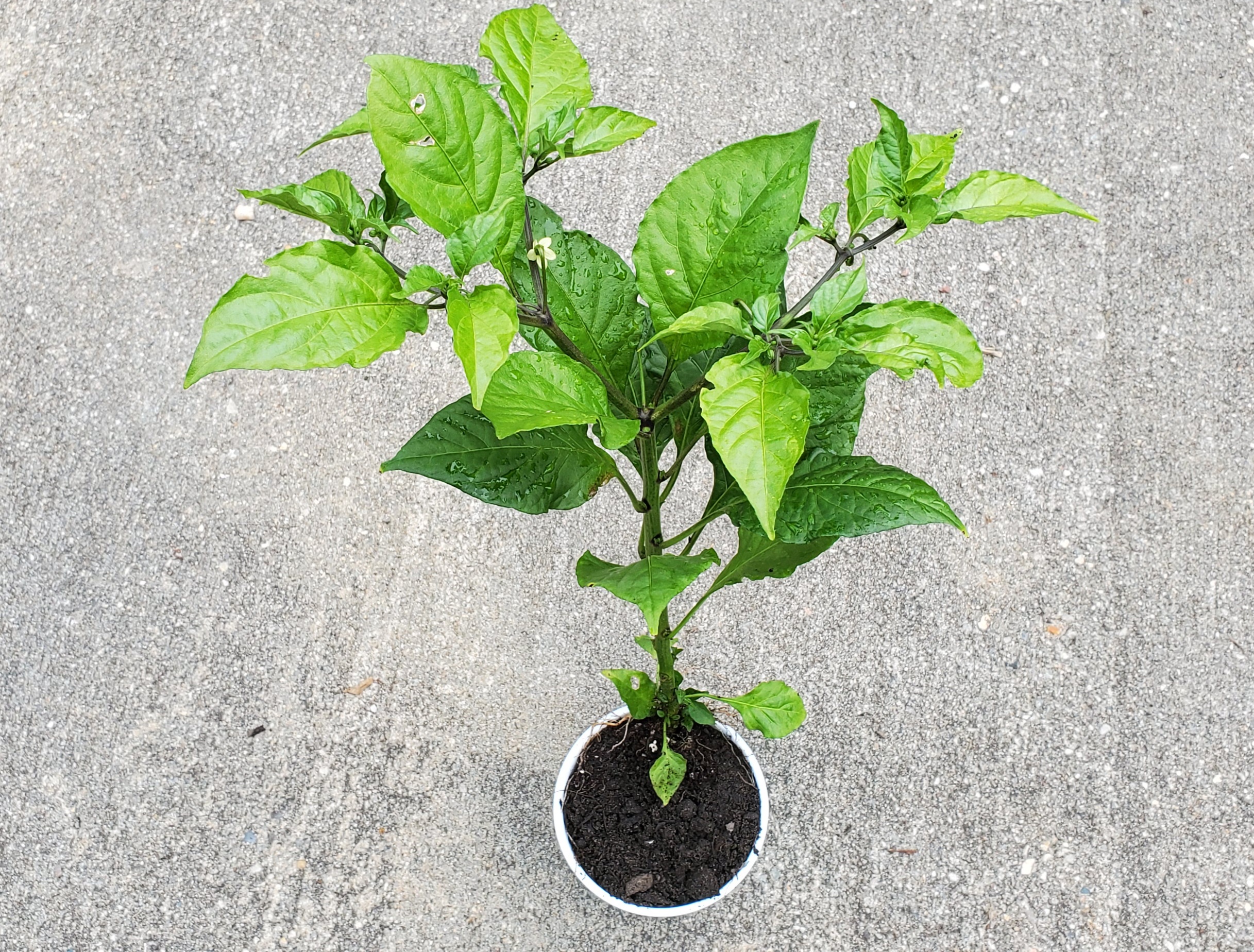 Ghost Pepper Plants World Seed Supply