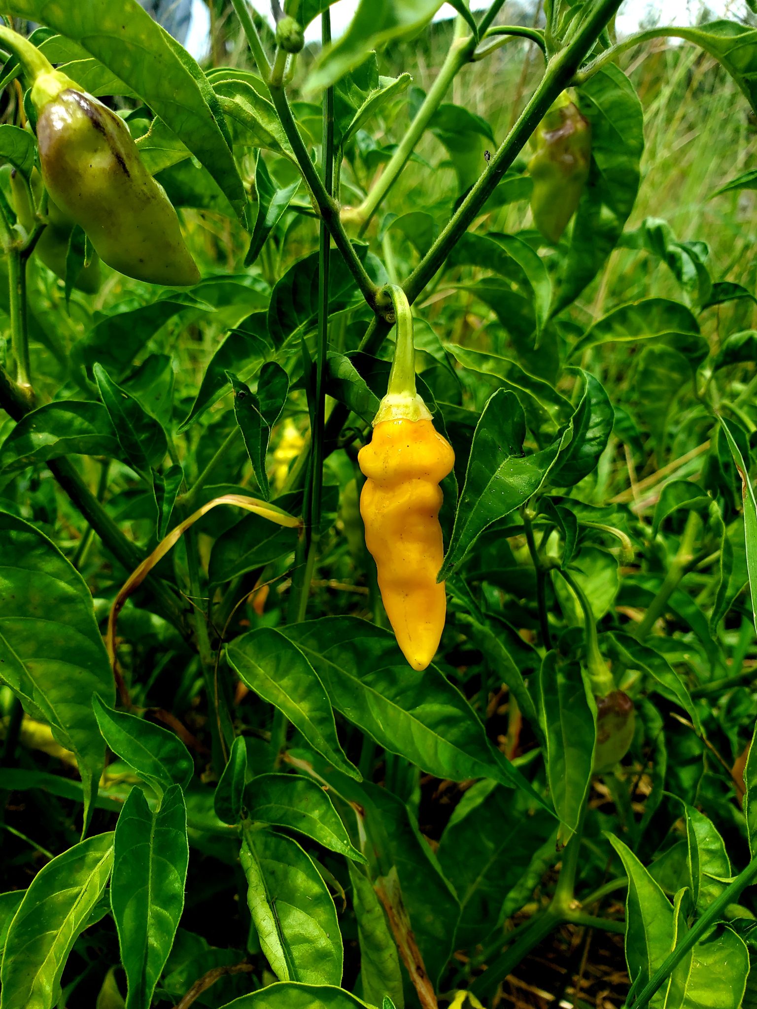 Datil Pepper Heirloom Seeds