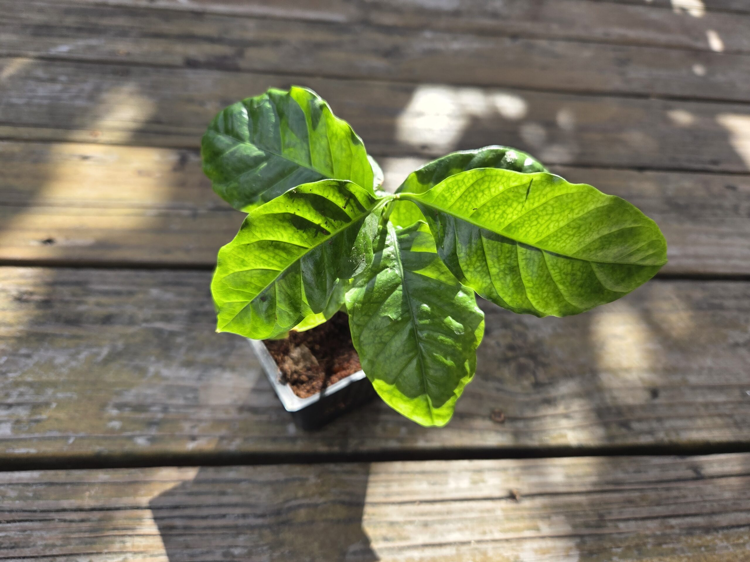 Coffea Arabica "India"