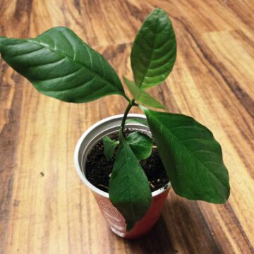 Voacanga Africana Live Plants