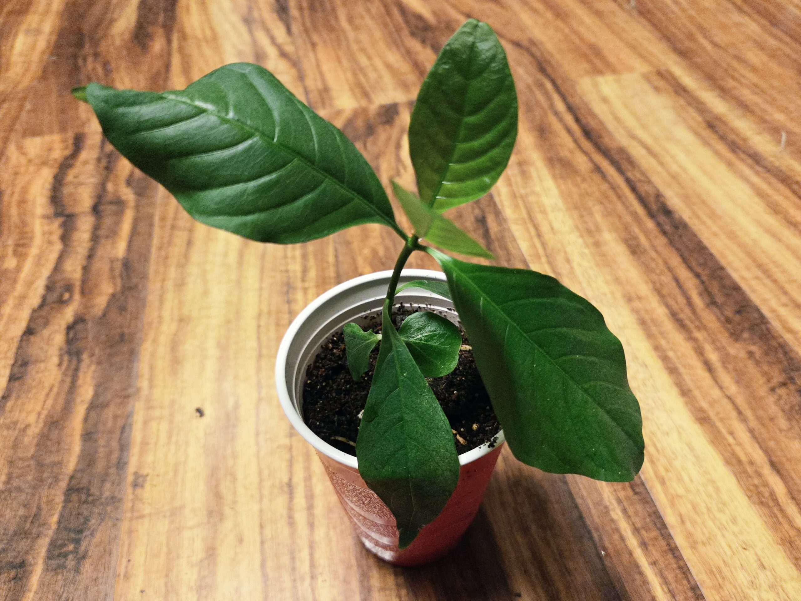 Voacanga Africana Live Plants