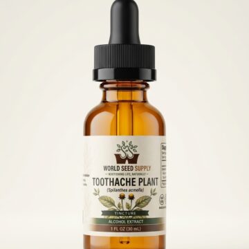 Spilanthes Acmella (Toothache Plant) Spilanthol Tincture - 1 Fl Oz